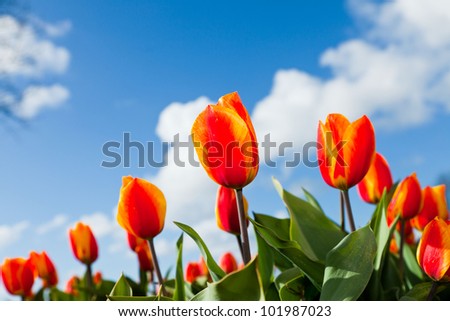 Field of red yellow tulips with blue cloudy sky. Holland.