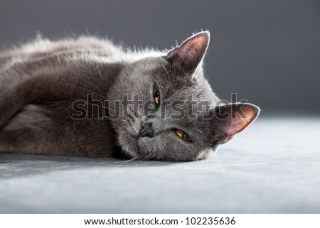 Grey Chartreux cat with yellow orange eyes isolated on grey background. Studio shot. Origin from France. Beautiful pet.
