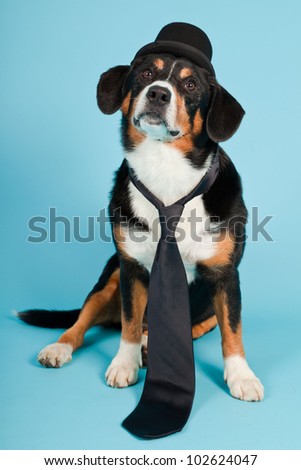 Entlebucher Mountain Dog wearing hat and tie isolated on light blue background. Studio shot.