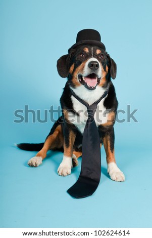 Entlebucher Mountain Dog wearing hat and tie isolated on light blue background. Studio shot.