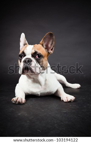 Brown white french bulldog isolated on black background. Studio shot.