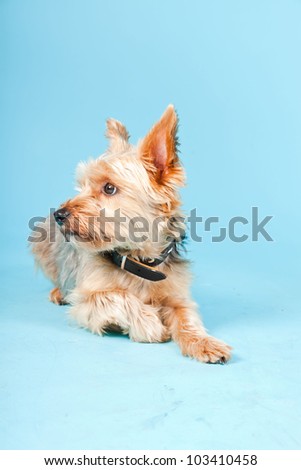 Studio portrait of cute yorkshire terrier dog isolated on light blue background