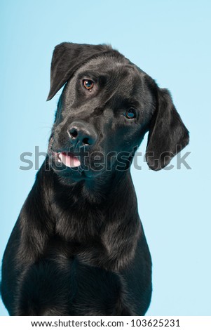 Cute black labrador retriever isolated on light blue background. Studio shot.