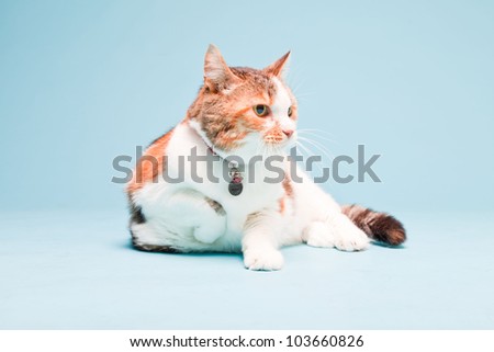 Studio portrait of red white cat isolated on light blue background