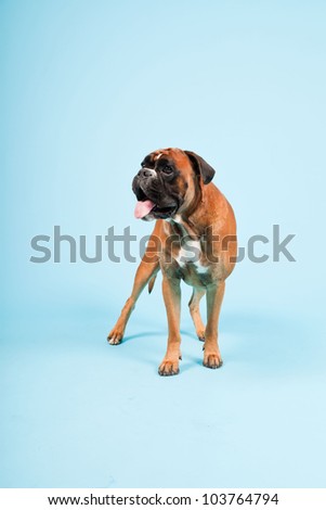 Studio portrait of beautiful boxer dog isolated on light blue background