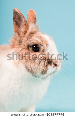 White Brown Rabbit