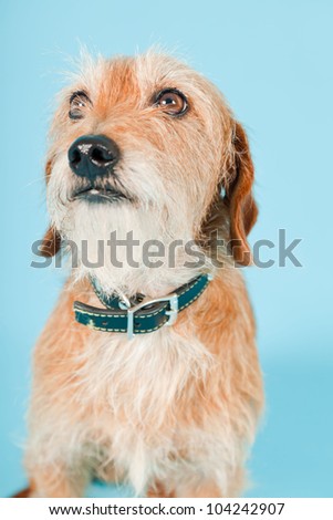 Little brown mixed breed dog isolated on light blue background. Studio shot.