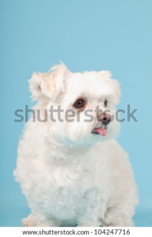 White maltese dog isolated on light blue background. Studio shot.