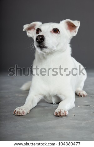 Cute and funny white jack russell dog isolated on grey background. Studio shot.