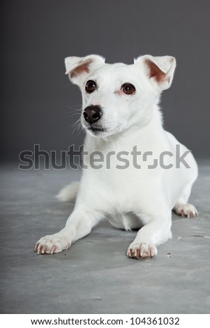 Cute and funny white jack russell dog isolated on grey background. Studio shot.