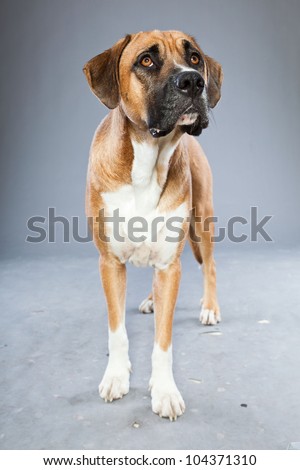 Beautiful mix of great dane and boxer dog isolated on grey background. Black brown and white. Studio shot.