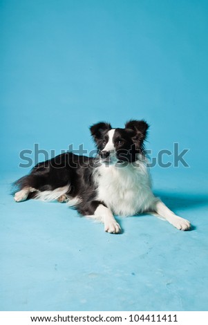 One young border collie dog isolated on light blue background. Studio shot.