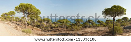 Panoramic photo of pine trees near the ocean with blue sky. Barbate, Cadiz. Andalusia. Spain.