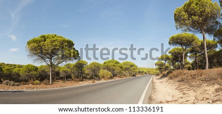 Panoramic photo of road and pine trees with blue sky. On the road. Barbate, Cadiz. Andalusia. Spain.