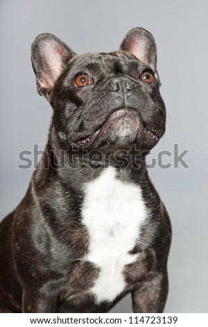 Black french bulldog. White chest. Funny dog. Comic character. Studio shot isolated on grey background.