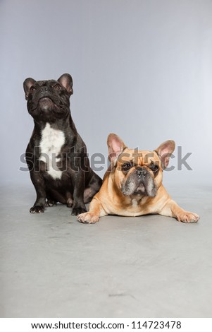 Black and brown french bulldogs together. Funny dogs. Comic characters. Romantic couple. Studio shot isolated on grey background.