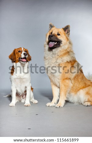 Two young cute dogs together. Small and big. Eurasier dog and Kooiker hound. Studio shot isolated on grey background.
