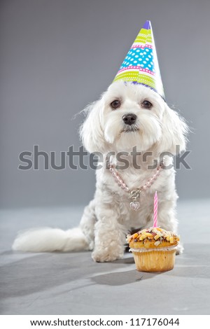 Funny maltese birthday dog with cake and hat. Studio shot. Grey background.