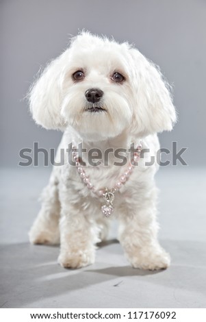 White young maltese dog with pink necklace. Studio shot. Grey background.