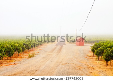 Vineyard of winery in the mist at dawn. Napa Valley, California, USA.