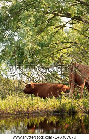Two scottish highlander cows cooling down in shadow in bushes near pond.