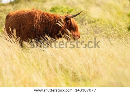 Scottish highlander walking in grass dune landscape. Fur moving in the wind.