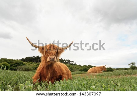 Scottish highlander cow in grass dune landscape with cloudy sky.