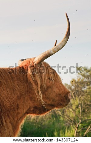 Close-up of scottish highlander cow with big horns.