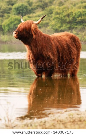 One scottish highlander standing in water. Cooling down.
