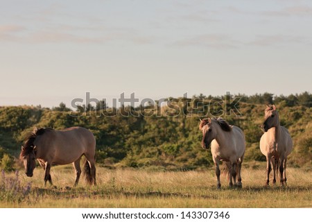 Group of wild horses in grass dune landscape. Konik horses.