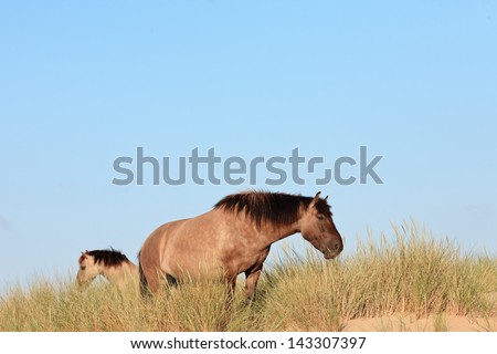 Two wild horses on hill in grassy dune landscape. Konik horses.