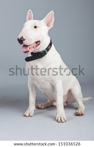 Bull terrier dog isolated against grey background. Studio portrait.