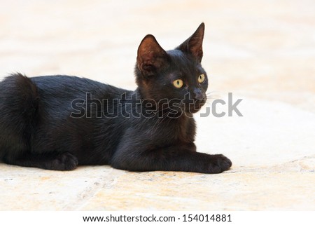 Street cat black kitten with green eyes. Corfu. Greece.
