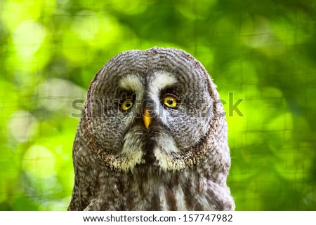 Close-up of great grey owl with yellow eyes in zoo. Blurred green background.