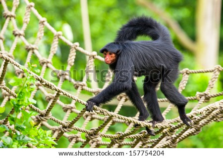 Red faced spider monkey in zoo walking on ropes.