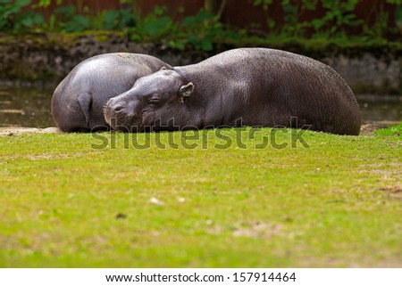 Two lazy pygmy Hippopotamus lying resting on grass in zoo.