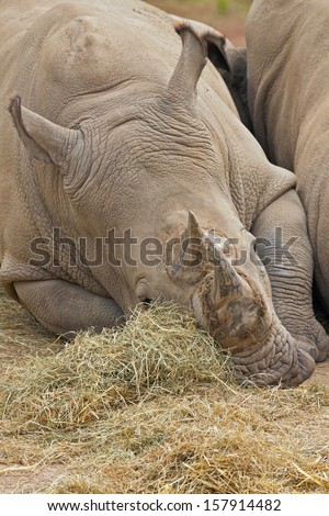 One lazy white rhinoceros sleeping on the ground in the zoo.