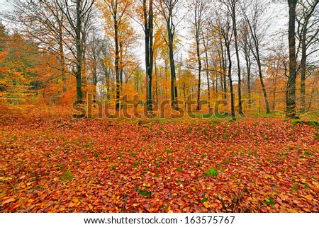 Autumn forest with ground covered in orange and yellow leafs. Ardennes. Belgium.