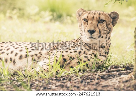 Close-up of cheetah lying in grass. Tenikwa wildlife sanctuary. Plettenberg Bay. South Africa.