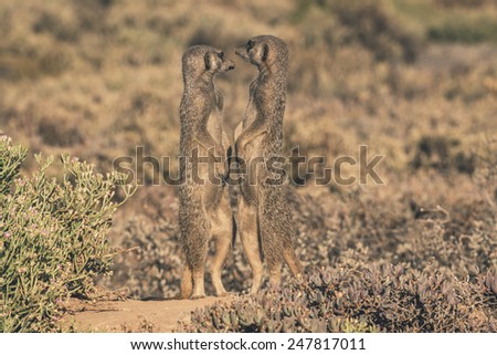 Two meerkats standing in the sun with noses pointing to eachother. The Little Karoo. Western Cape. South Africa.
