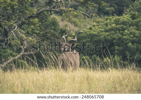 Kudu standing near tree in field of grass. Game reserve. Mpongo. South Africa.