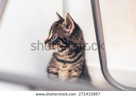 Curious little kitten with big blue eyes sitting under a metal chair staring off to the side watching something intently