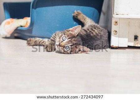 Cute tiny grey kitten with huge blue eyes lying with its feet in the air on the floor stretching its head back to watch the camera, low angle with copyspace