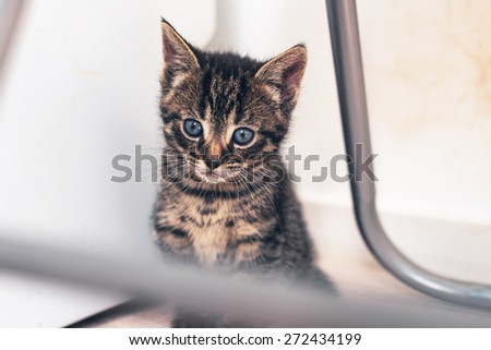 Adorable tiny kitten with huge blue eyes sitting quietly under a metal chair watching the world outside