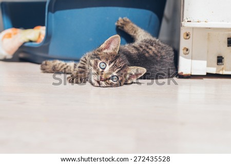 Playful little kitten lying on its back turning and watching the camera the big blue eyes, with copyspace