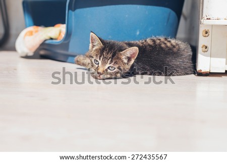 Sleepy baby kitten lying down to rest on the floor alongside its bed with a drowsy expression, low angle with copyspace