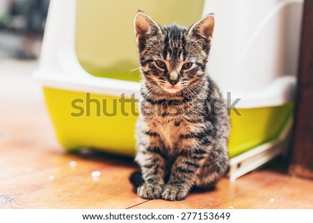 Adorable brown European kitten looking at camera while sitting on the wooden parquet floor in front of a plastic yellow and white covered litter box or bed for cats kept indoors