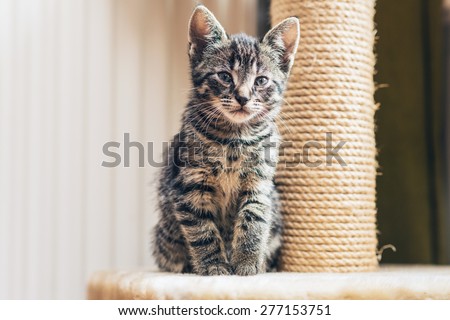 Cute little tabby kitten leaning contentedly up against a scratching new rope post looking at the camera with a curious expression