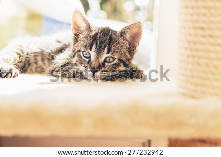 Sleepy little grey tabby kitten lying on a comfortable ledge staring into the distance with big blue eyes