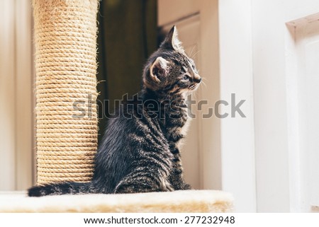 Curious little grey stripe tabby kitten sitting watching something with its tilted head to one side , profile view facing right